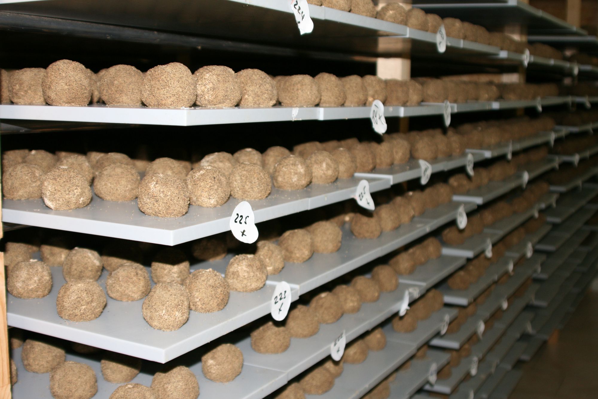 Belper Knollen Lager Käse Shop